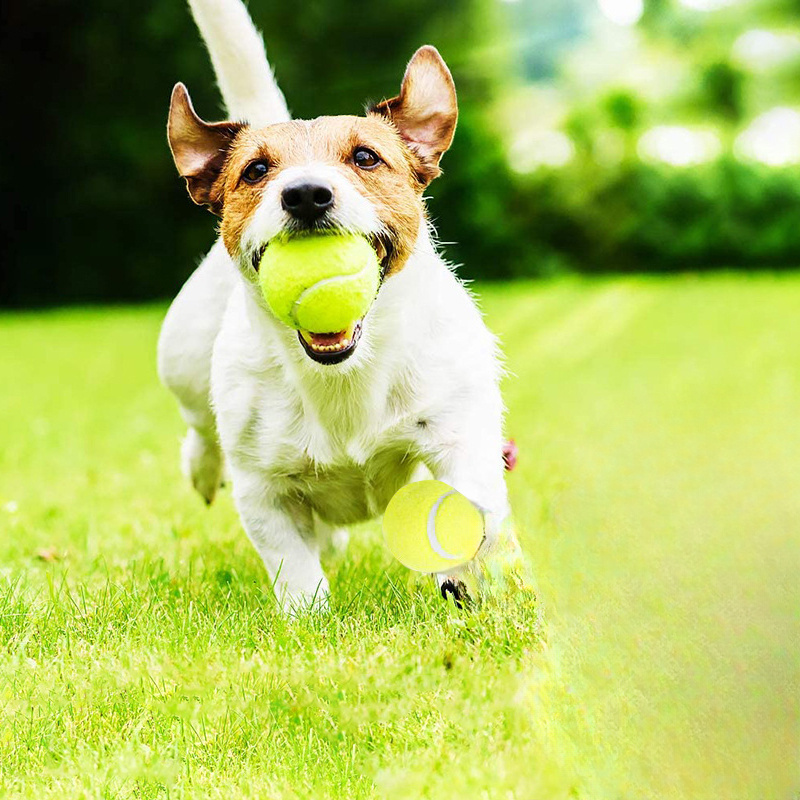 Giocattolo da masticare intera - Pet Dental Chew Toy recensione e prezzo